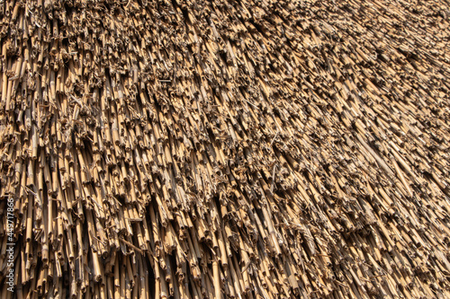 Fototapeta Close up view of reed thatch
