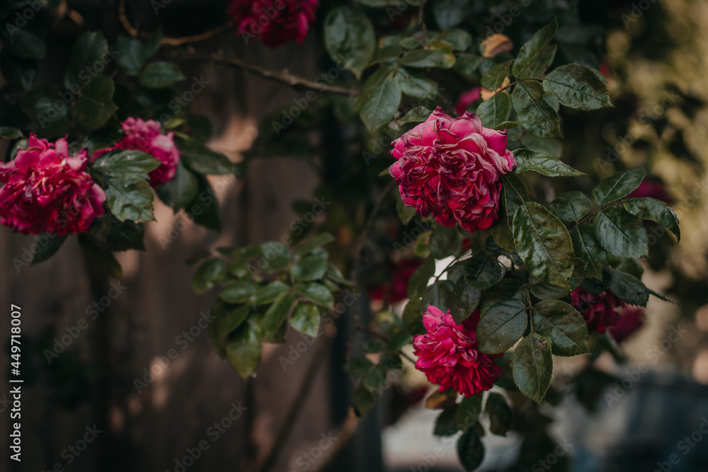 roses in a garden roses in a garden