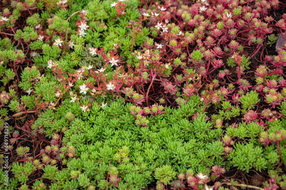 macro photo with a decorative background of beautiful green moss petals in the shape of stars of a perennial herbaceous plant on a gray background of stone as a source for design, prints, posters