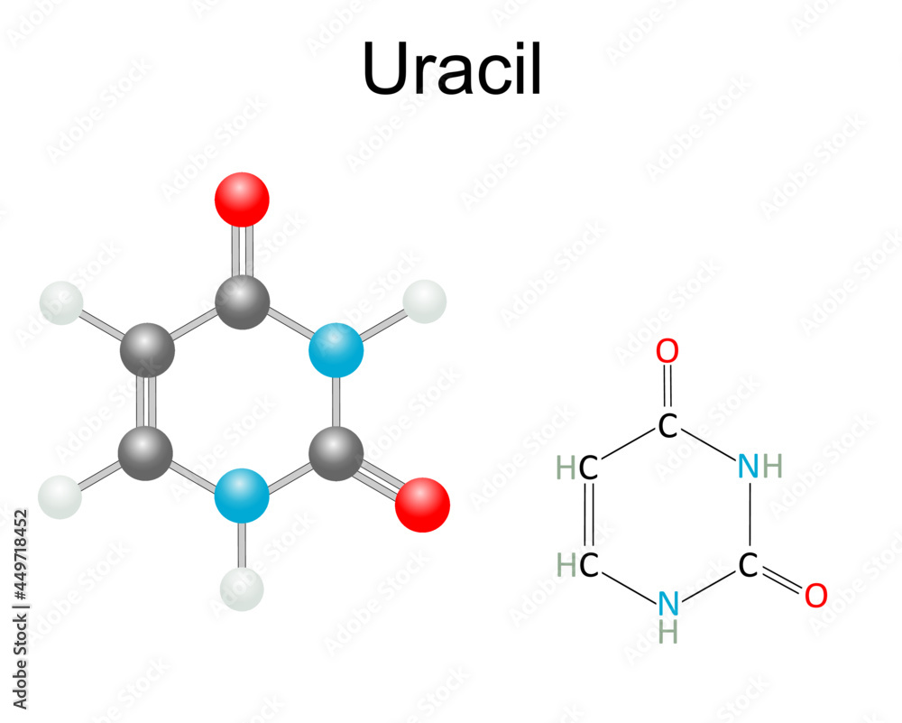Chemical structural formula and model of Uracil, purine nucleobase in RNA. Isolated on white background. Chemical structural formula and model of Uracil, purine nucleobase in RNA. Isolated on white background.