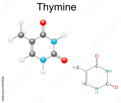 Chemical structural formula and model of Thymine, DNA and RNA nitrogen base . Isolated on white background.
