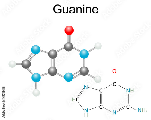 Chemical structural formula and model of Guanine, pyrimidines nucleobase. Isolated on white background.