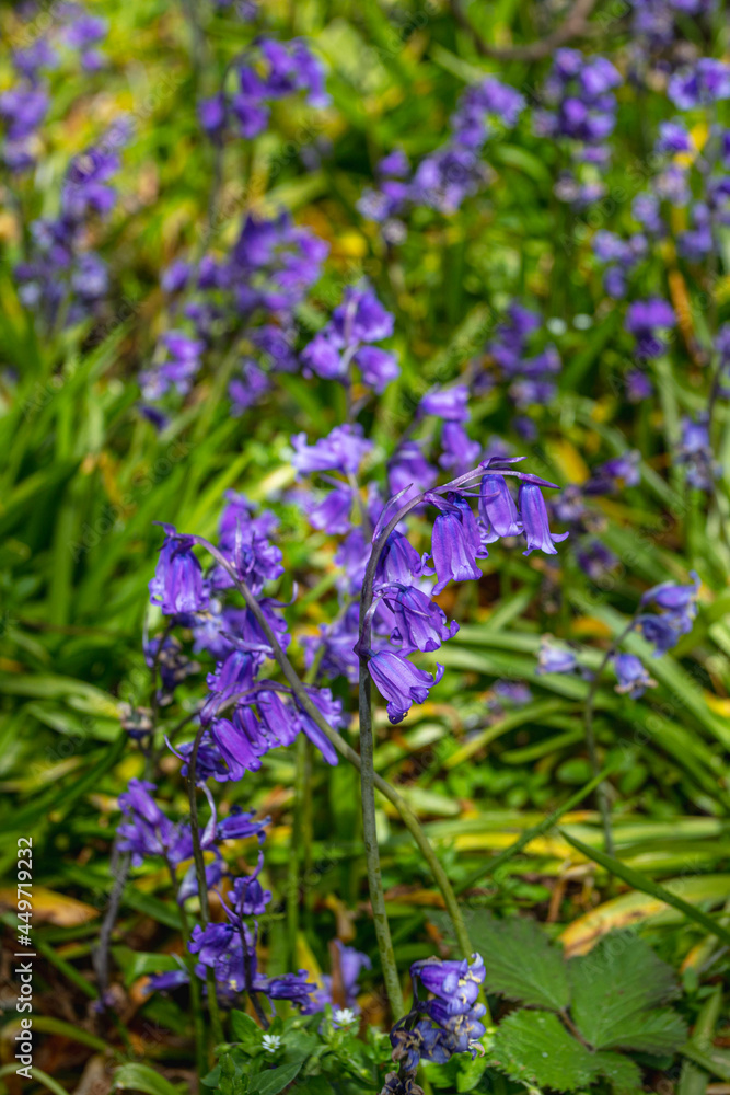 Bluebell Plants at The Suffolk Coast Bluebell Plants at The Suffolk Coast