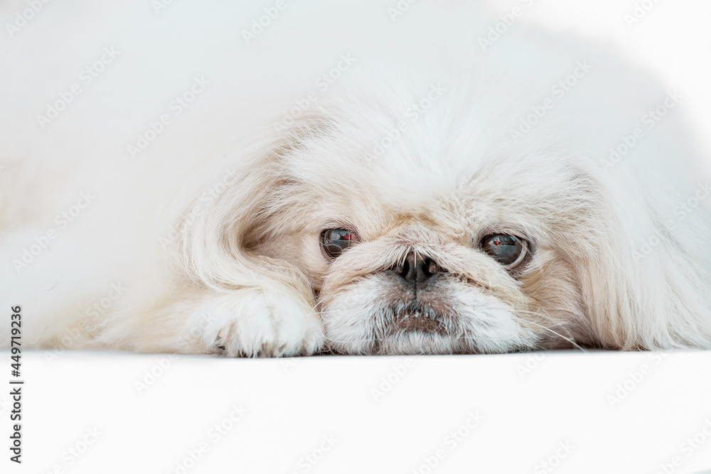 one Pekingese dog isolated on white background one Pekingese dog isolated on white background