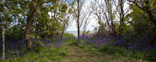 Bluebell Plants at The Suffolk Coast