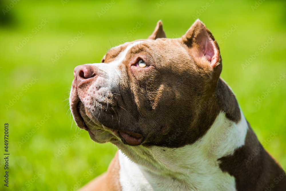 Chocolate color American Bully dog is on green grass