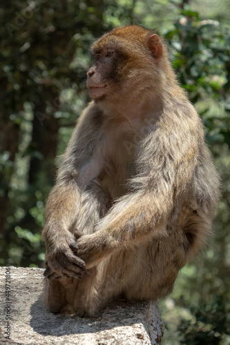 Macaque in the forests of Morocco (Ifrane)