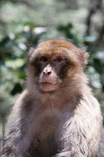Macaque posing in the forests of Morocco  Ifrane 