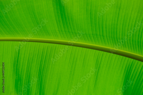 Banana green leaf closeup look  background use space for text or image backdrop design.