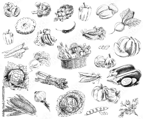 A set of hand-drawn sketches of vegetables. Vintage sketch elements for labels, packaging and cards.
