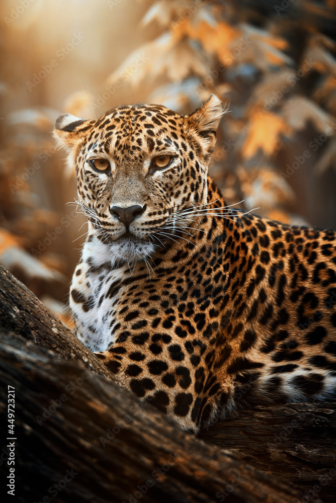 Naklejka premium Ceylon leopard (Panthera pardus kotiya) detail portrait