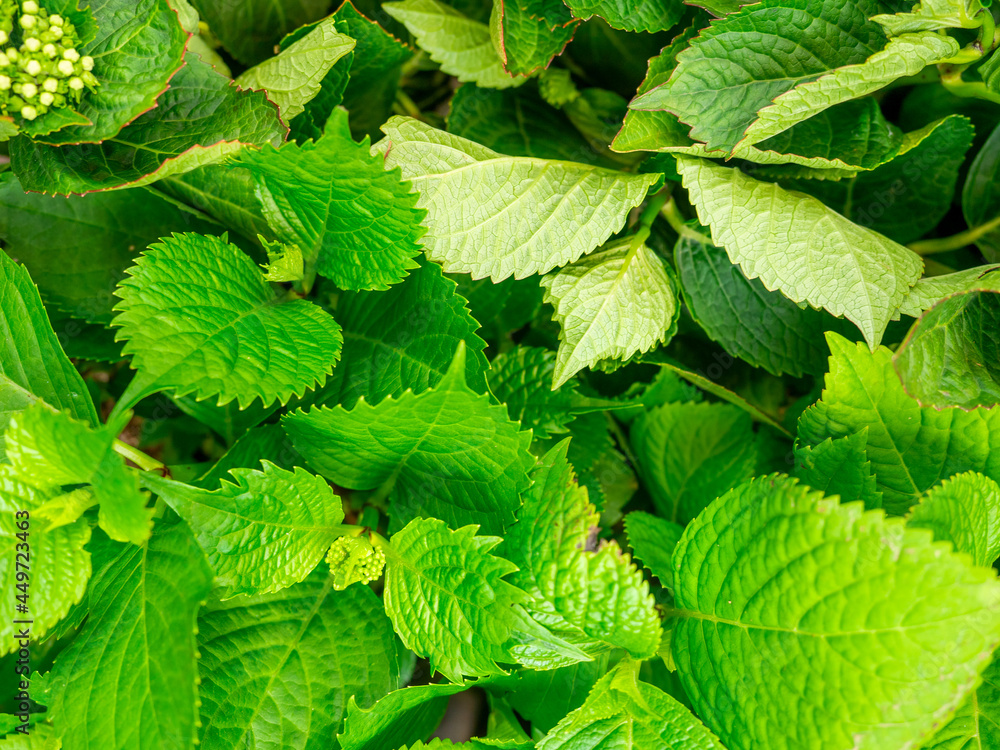 close-up of green hydrangea leaves. The flower is preparing to bloom close-up of green hydrangea leaves. The flower is preparing to bloom