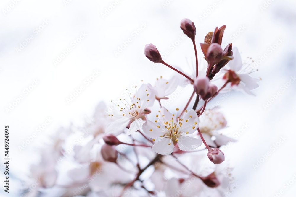 Cherry Blossom or Sakura flower on nature background. Cherry Blossom or Sakura flower on nature background.