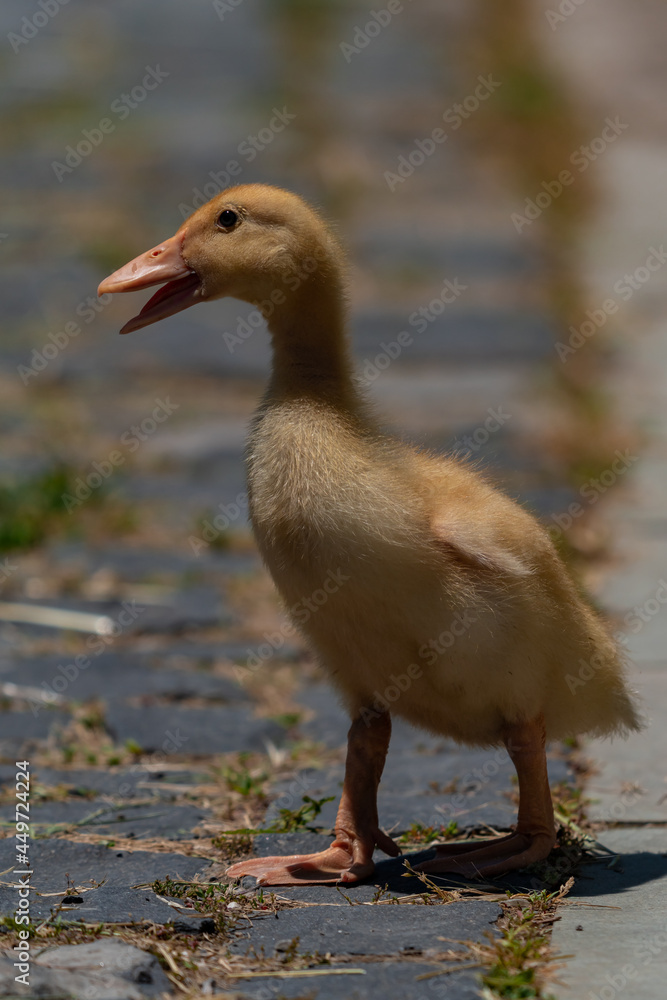 Beautiful vertical close-up portrait of baby duck with blurred background. Beautiful vertical close-up portrait of baby duck with blurred background.