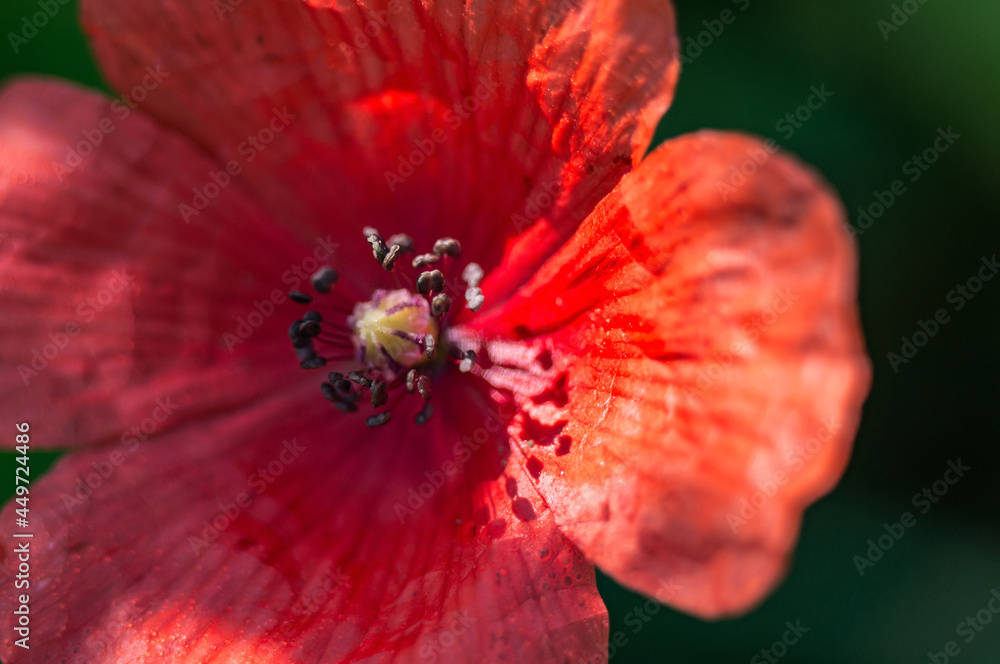 Poppy flower on a green background. A lonely poppy. Red flower on a green background. Poppy flower on a green background. A lonely poppy. Red flower on a green background.