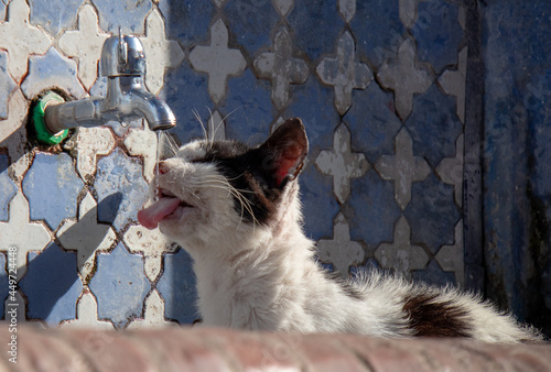 cat drinking at a water source in Chaouen (Morocco) © JUANMANUEL