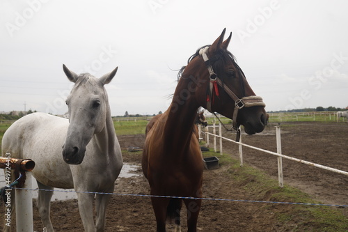 Konie dwa brązowy i biały
