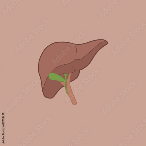 vector illustration of liver, gallbladder and hepatic ligament anatomy on brown rose background. anatomy biology medicine medical concept. Liver illustration vector isolated