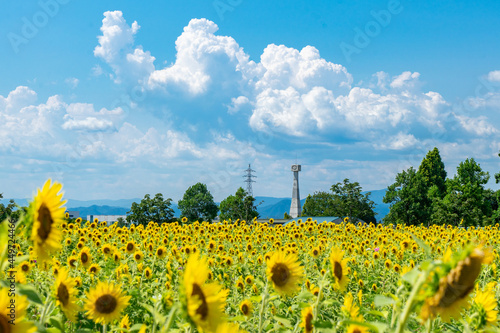 【兵庫県小野市】ひまわりの丘公園の向日葵畑と青い空