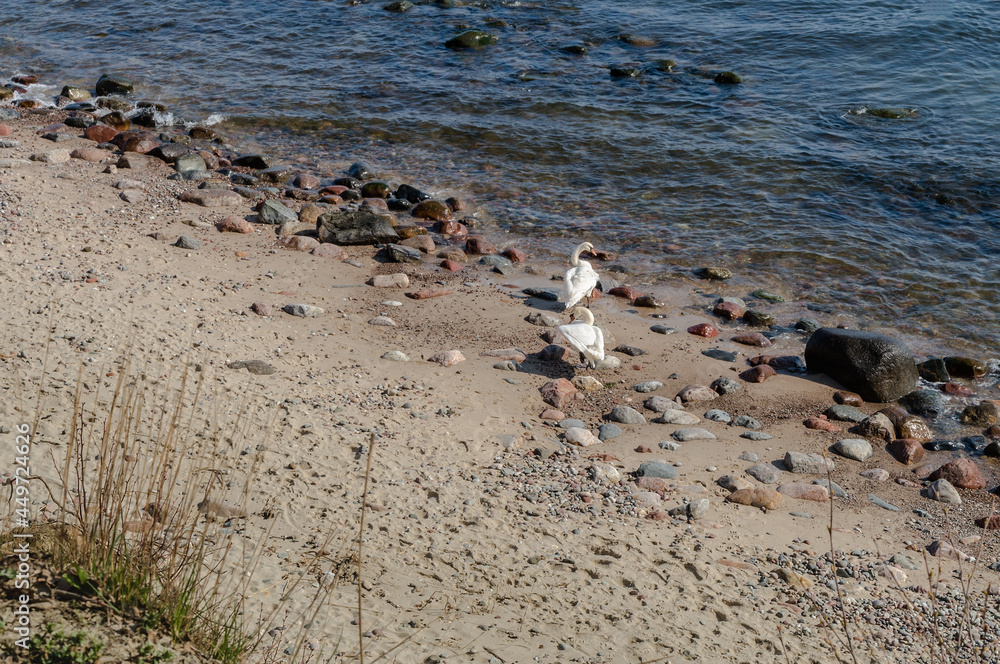 Swans on the seashore. Rocky shore and birds. Swans among the rocks on the sea. Swans on the seashore. Rocky shore and birds. Swans among the rocks on the sea.