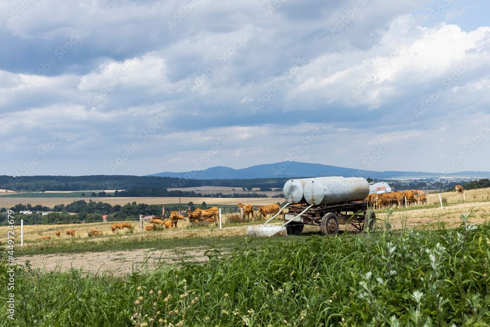 cattle grazing on a hill, cows drinking from barrel, mountain in a background cattle grazing on a hill, cows drinking from barrel, mountain in a background