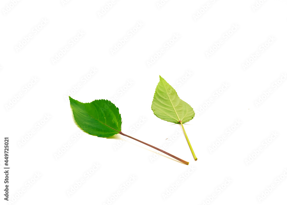 Front and back view of Jute mallow or nalta jute red Egyptian Spinach leaves isolated on white background Front and back view of Jute mallow or nalta jute red Egyptian Spinach leaves isolated on white background