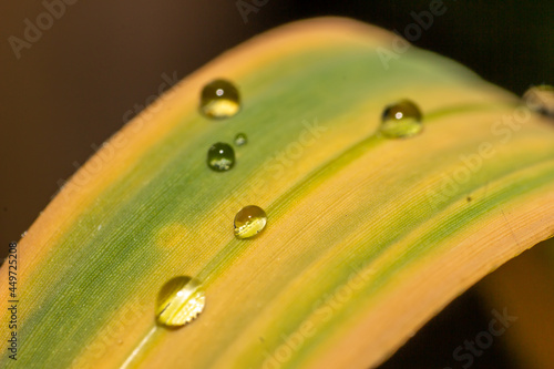 dew drops on sugarcane leaves photo