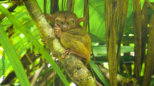 Tarsier monkey in natural environment. Bohol, Philippines. photo