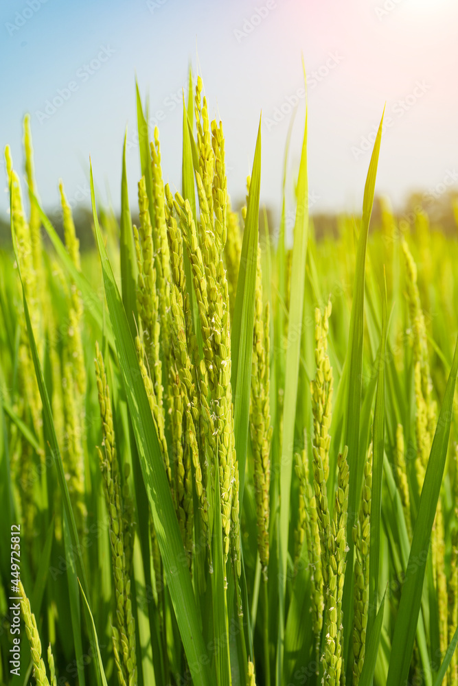 Obraz premium Rice with rice blossoms in Northeast China in August