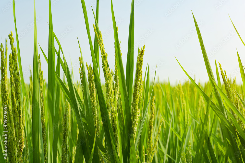 Rice with rice blossoms in Northeast China in August Rice with rice blossoms in Northeast China in August