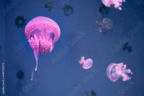 jellyfish pink in deep blue water aquarium