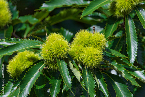 chestnuts on a tree - healthy food
