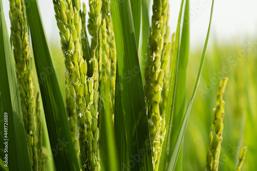 Rice with rice blossoms in Northeast China in August photo