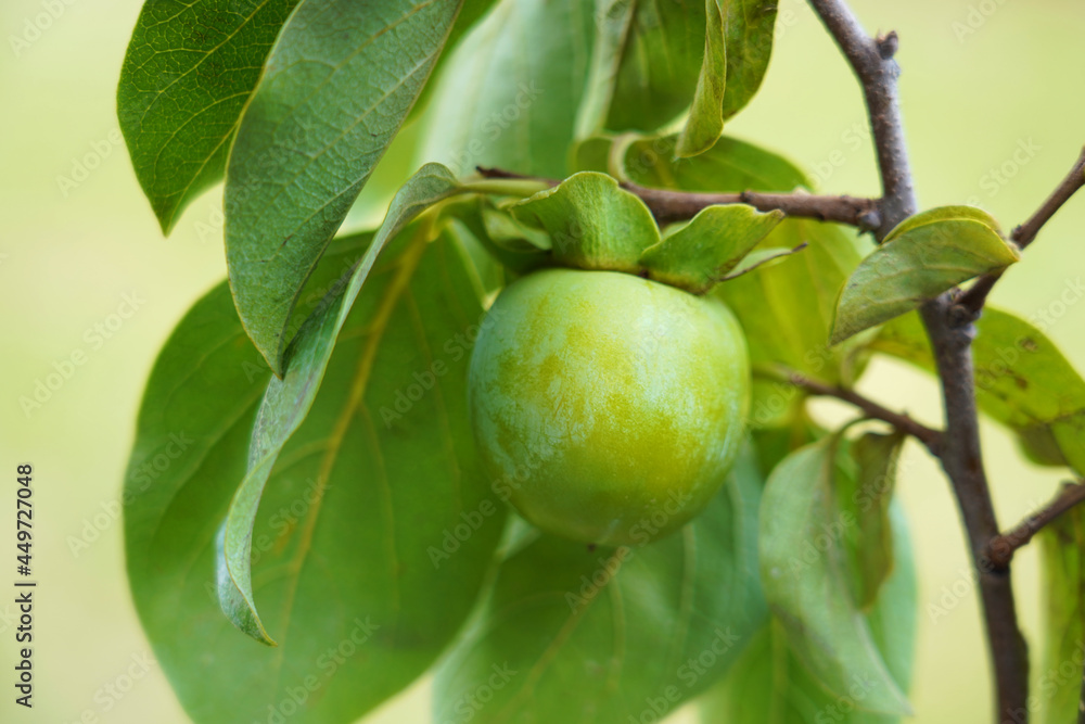 Unripe Persimmon or Kaki fruit on a branch. 