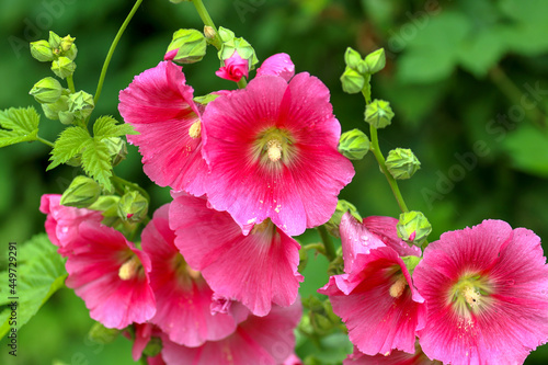 Alcea rosea blossoms pink Close up