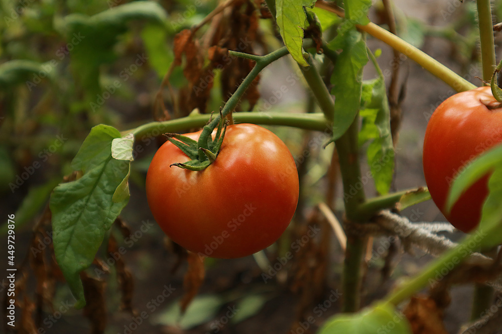 Fresh tasty tomatoes on field, close up