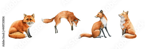 Fox animal set. Watercolor illustration. Wild cute red fox collection. Wildlife furry animal with red fur and black paws sitting, hunting. Isolated on white background. Adorable foxy element