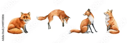 Panel kuchenny z motywem Fox animal set. Watercolor illustration. Wild cute red fox collection. Wildlife furry animal with red fur and black paws sitting, hunting. Isolated on white background. Adorable foxy element