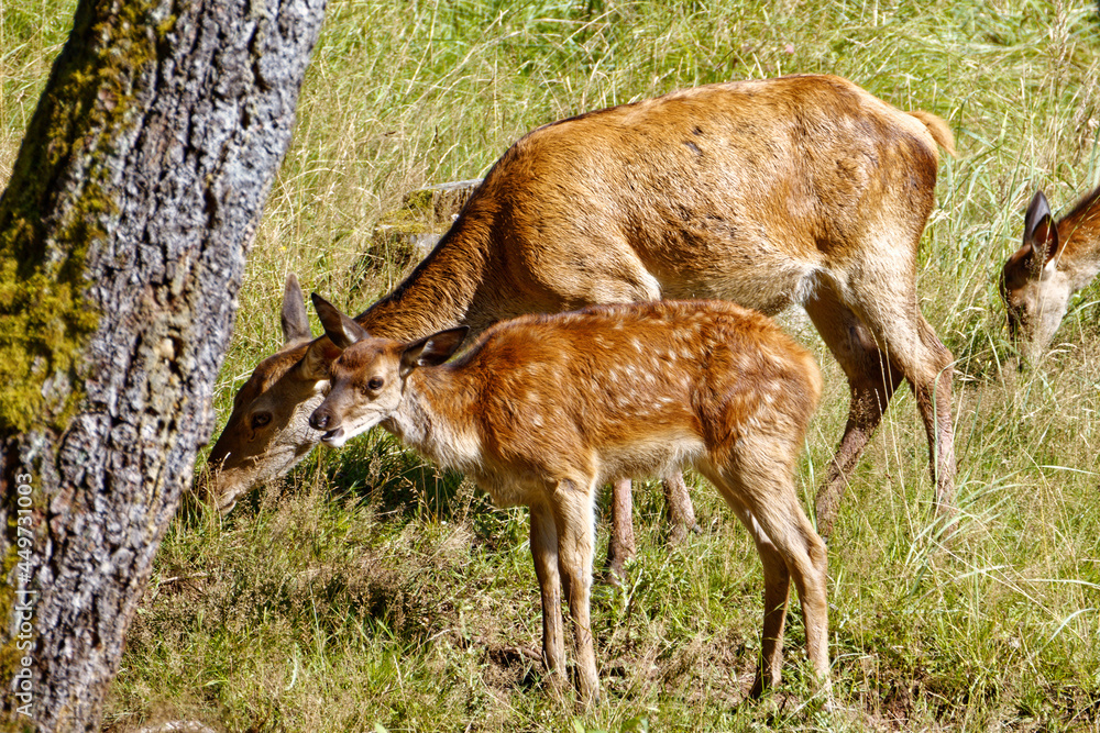 Rotwildkuh mit Kalb in der Abendsonne Rotwildkuh mit Kalb in der Abendsonne