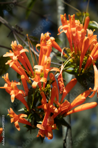 Long orange flowers of pyrostegia verusta or vine-of-Saint John, illuminated by the sun photo