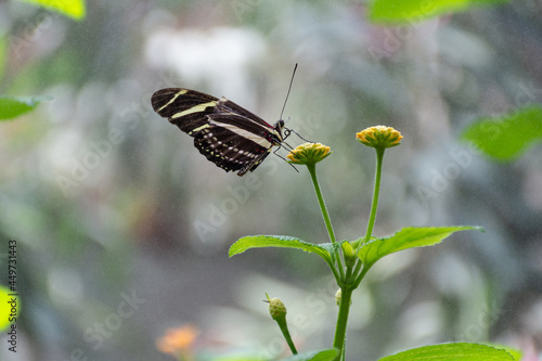 Butterfly on a Flower