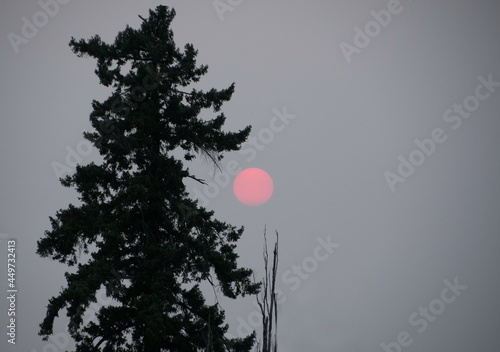 Douglas Fir next to pink sunset during sunset with smoke in air photo