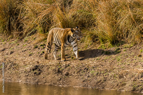 Tiger walking neat a pond 