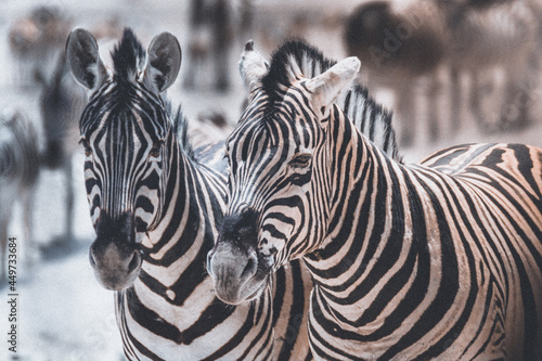 zebra close up like twins