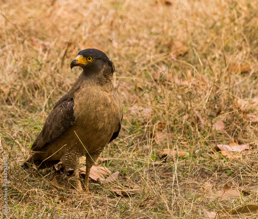 Crested Serpent Eagle posing for a portrait
Crested Serpent Eagle posing for a portrait