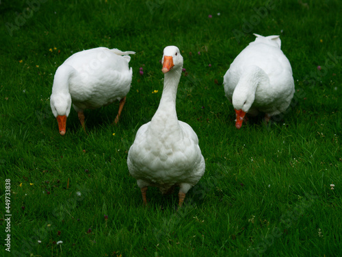 Three White Geese