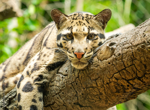 clouded Leopard resting on brach at zoo in Nashville Tennessee. photo