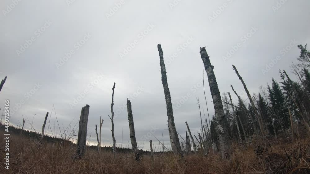 Tree stumps at flood meadow time lapse Tree stumps at flood meadow time lapse