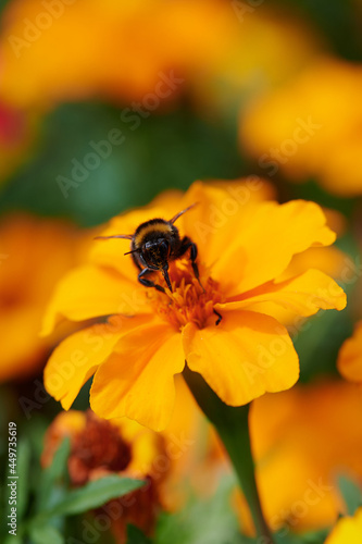 garden cosmos flower with a bumblebee on it © Claudia Nass
