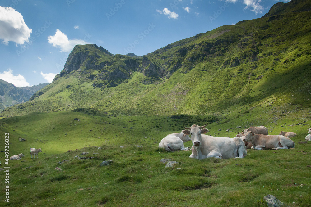 Fototapeta premium Vache laitière en pleine montagne